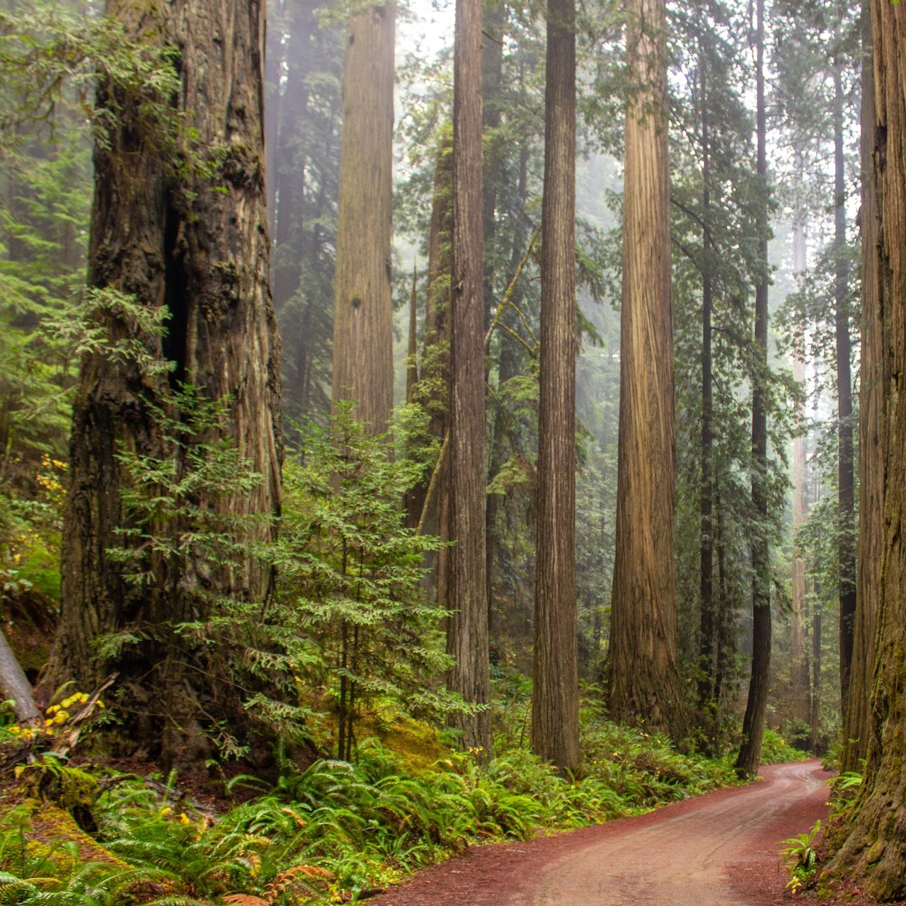 redwoods-sq.jpg